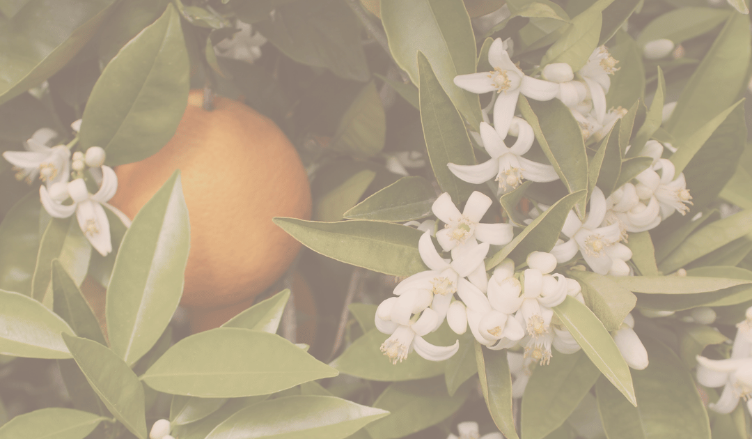 Unlocking the Beauty Secrets of Neroli Hydrosol Mist