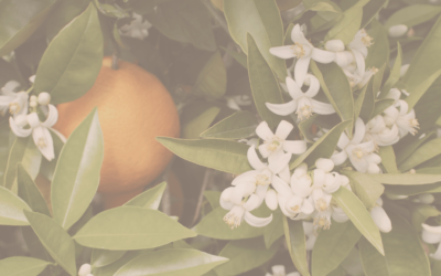 Unlocking the Beauty Secrets of Neroli Hydrosol Mist