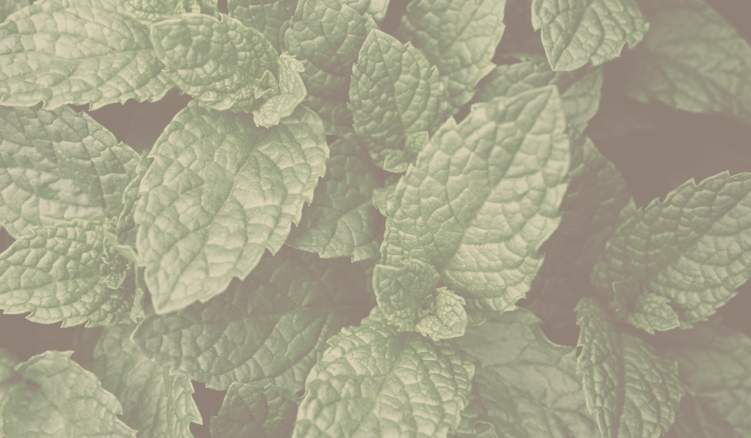 The Refreshing Breeze: Exploring the Cooling Effects of Peppermint Hydrosol