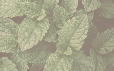 The Refreshing Breeze: Exploring the Cooling Effects of Peppermint Hydrosol